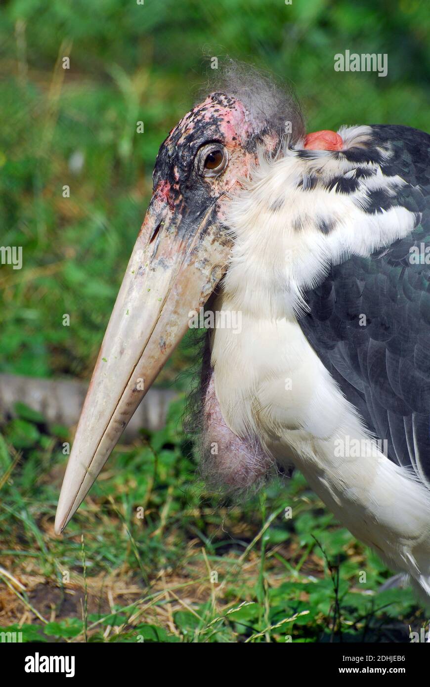 Marabou stork, Marabu, Marabout d'Afrique, Leptoptilos crumeniferus, afrikai marabu Stock Photo