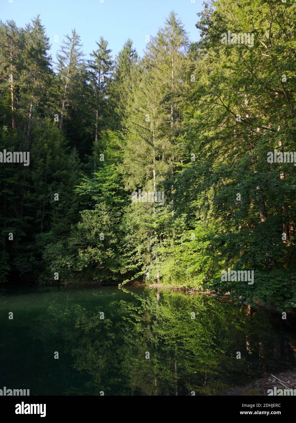 A vertical shot of the pine trees in a forest during the daytime Stock ...