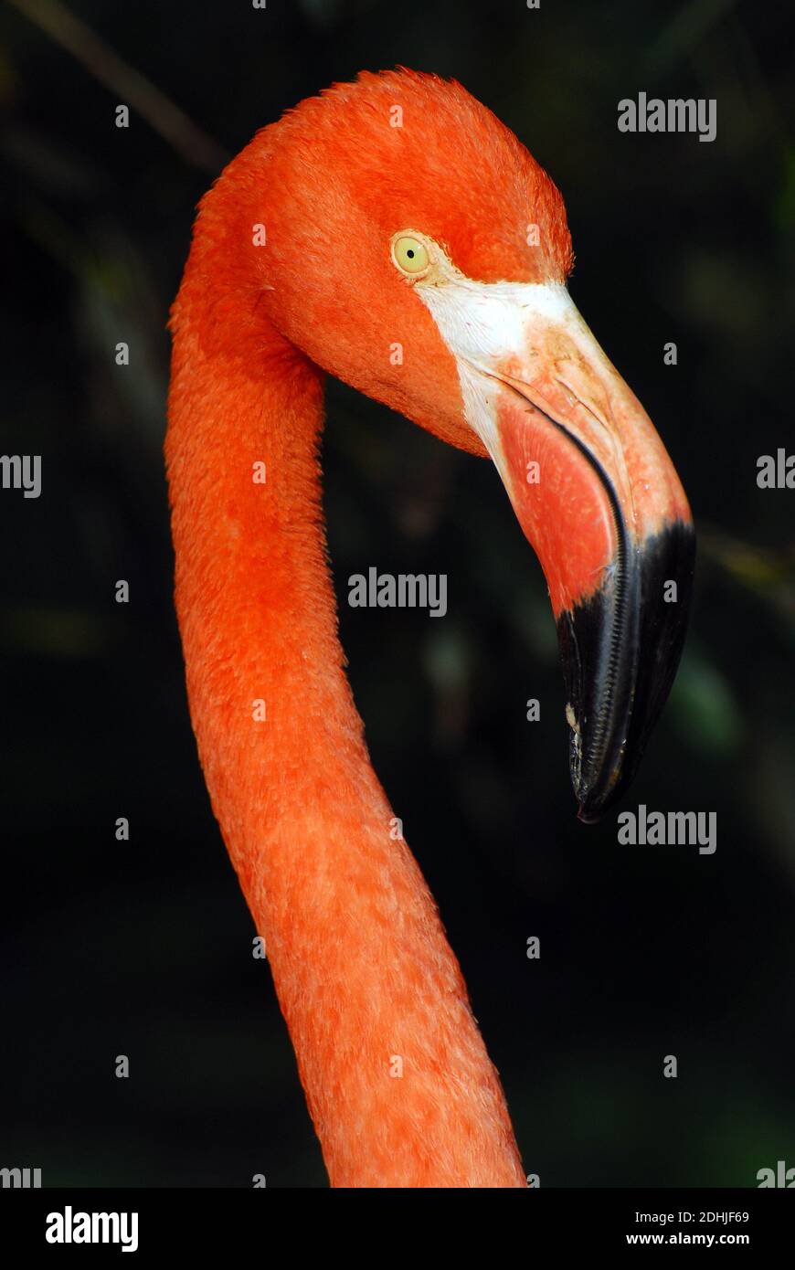 American flamingo, Caribbean flamingo, Kubaflamingo, Flamant des Caraïbes, Phoenicopterus ruber, karibi flamingó Stock Photo