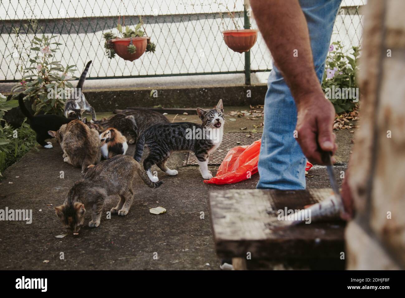Waiting for cats hi-res stock photography and images - Alamy