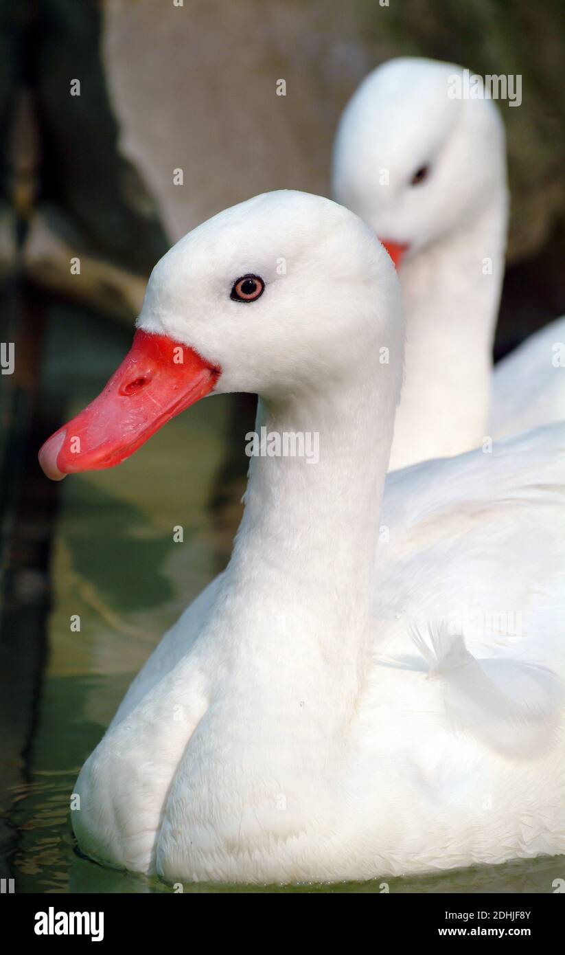 Coscoroba swan, Coscorobaschwan, Coscoroba coscoroba, koszkoróbahattyú