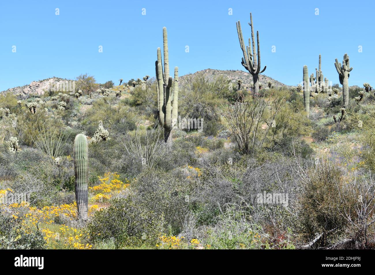 Saguaro cactus desert landscape with colorful wildflowers in the ...
