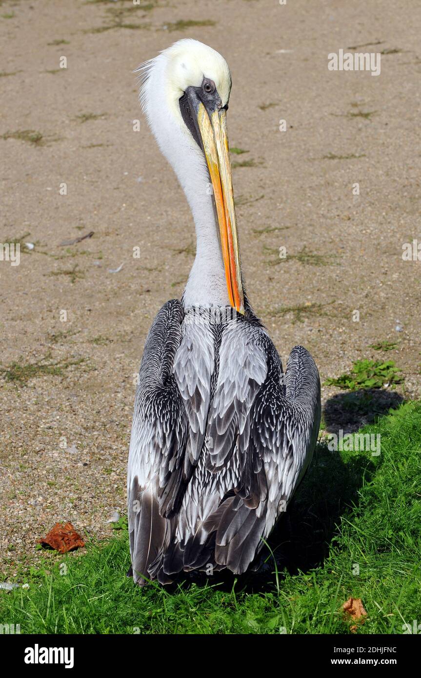 Peruvian pelican, Chilepelikan, Pelecanus occidentalis thagus, déli gödény Stock Photo