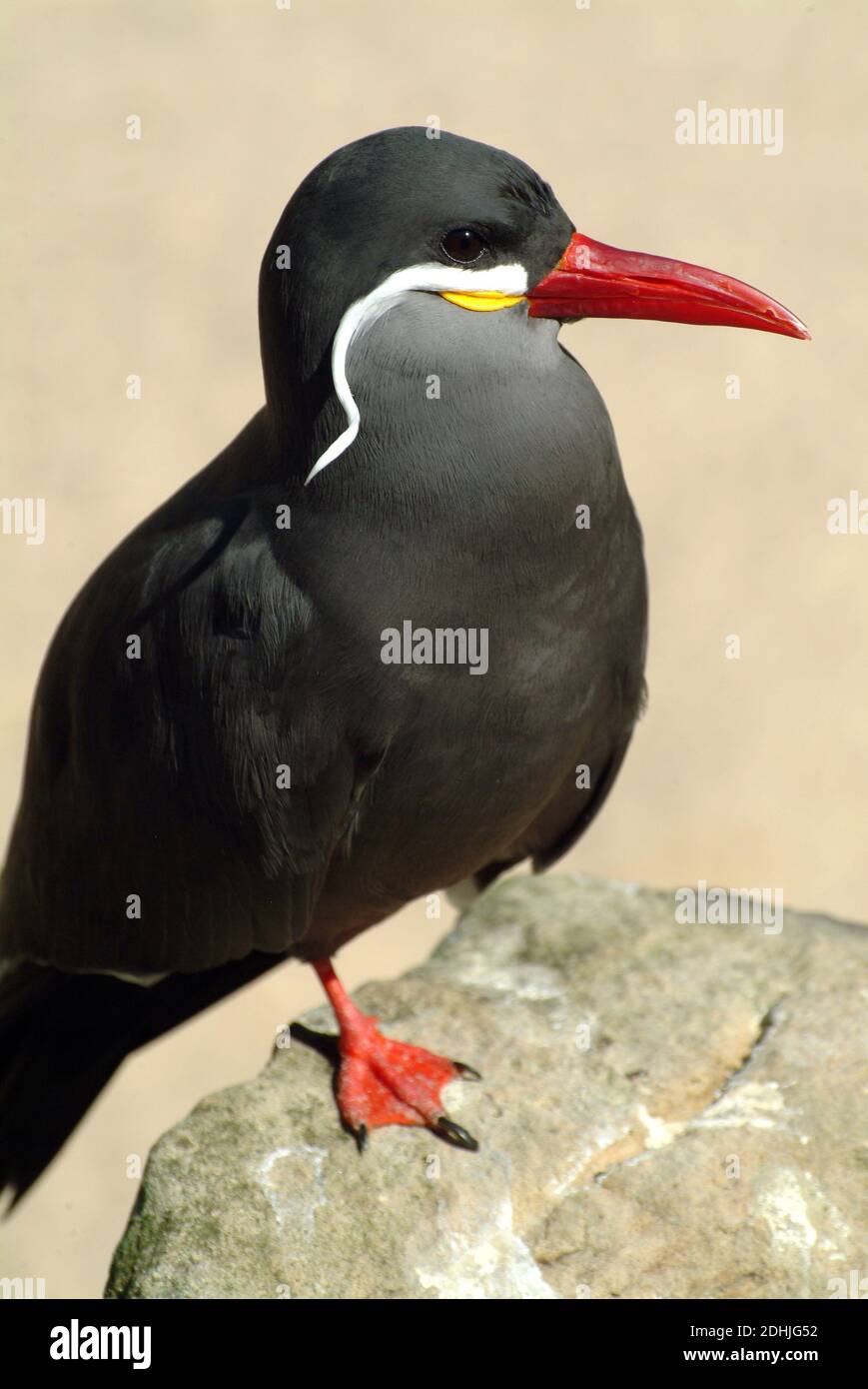 Inca tern, Inkaseeschwalbe, Larosterna inca, inka csér Stock Photo - Alamy
