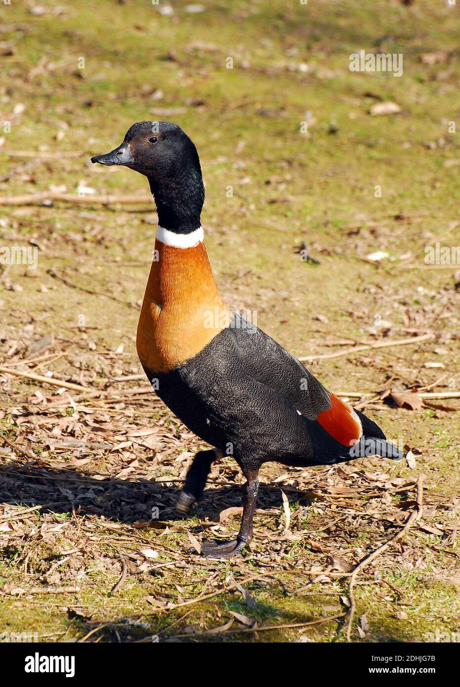 Mountain Duck High Resolution Stock Photography and Images Alamy