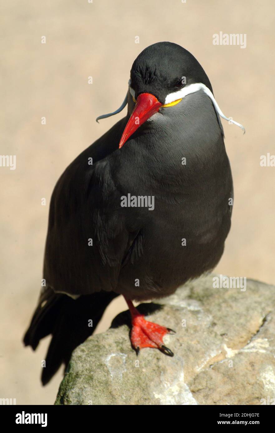 Inca tern, Inkaseeschwalbe, Larosterna inca, inka csér Stock Photo - Alamy