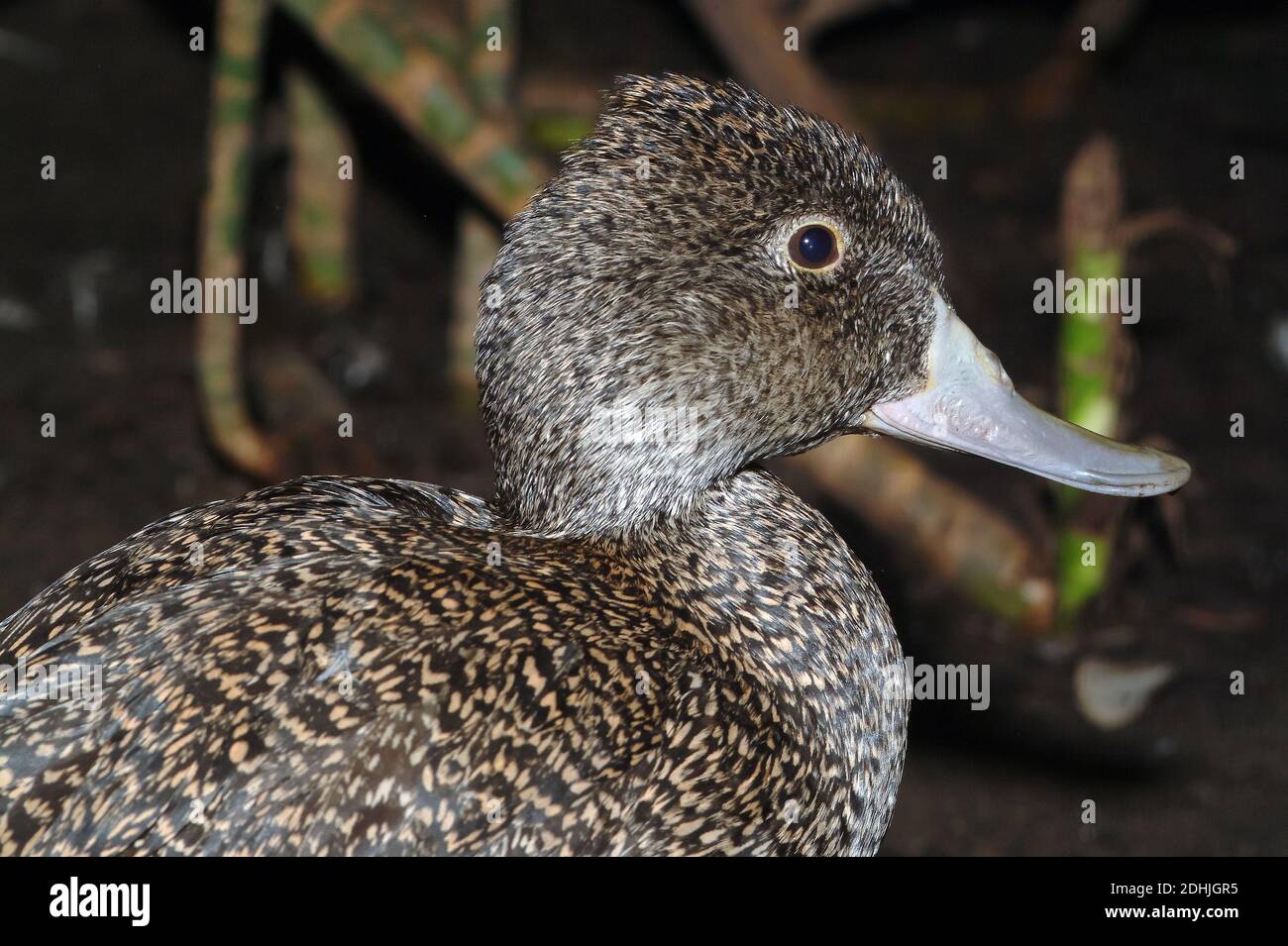 Freckled duck, monkey duck, Affenente, oatmeal duck, Stictonetta naevosa, gyöngyös réce Stock Photo