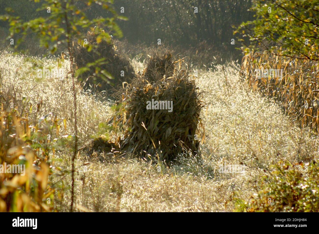 Olt County, Romania. Dried maze plants on the field, to be used as cattle feed. Stock Photo