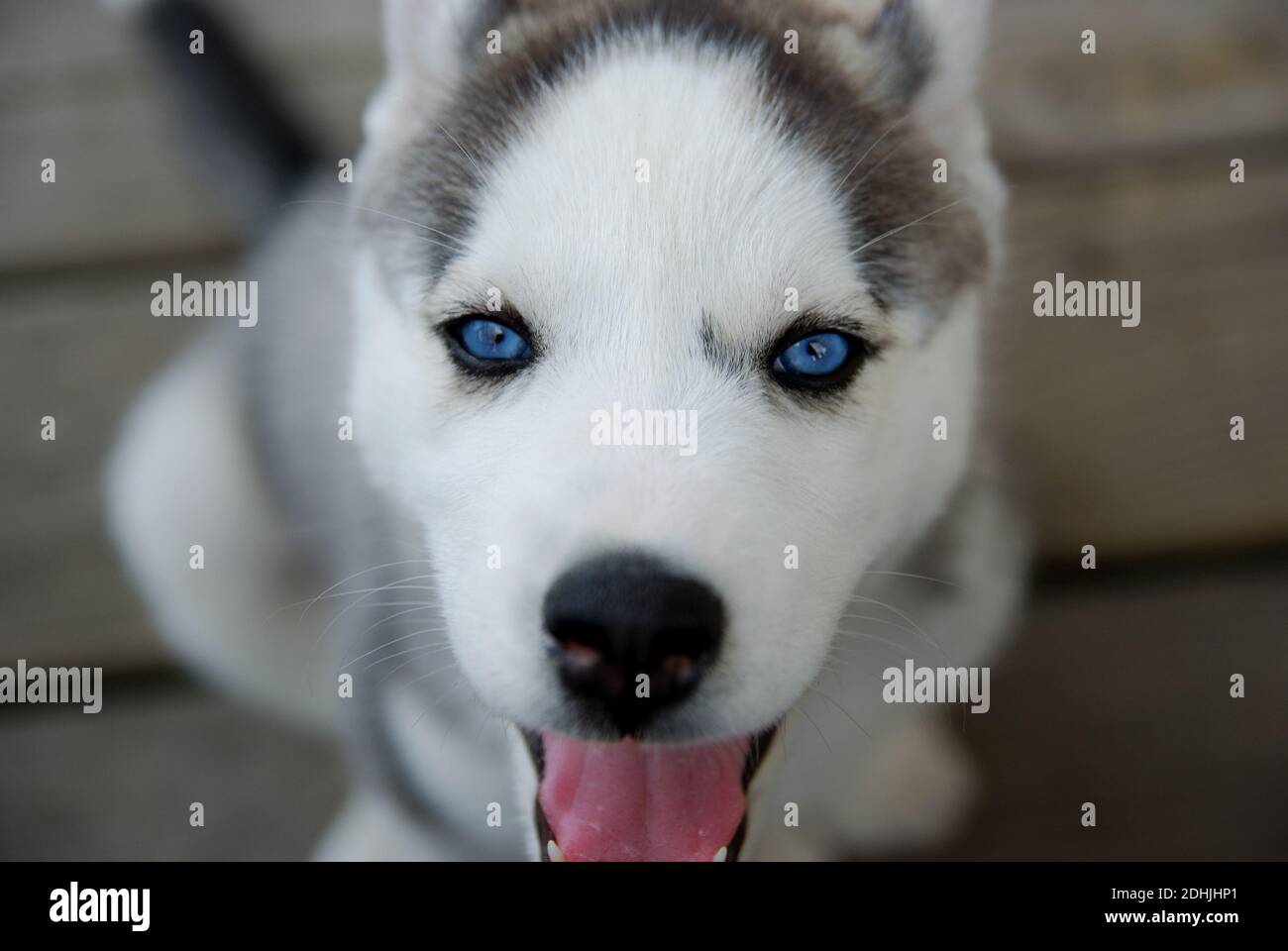 Alaskan Malamute Pup High Resolution Stock Photography And Images Alamy