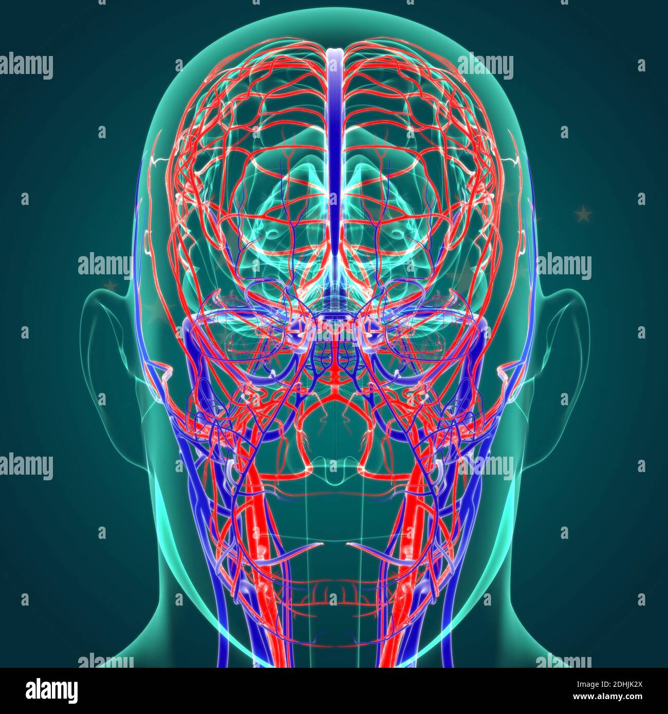 Human Arteries And Veins For Medical Concept 3D Illustration Stock ...