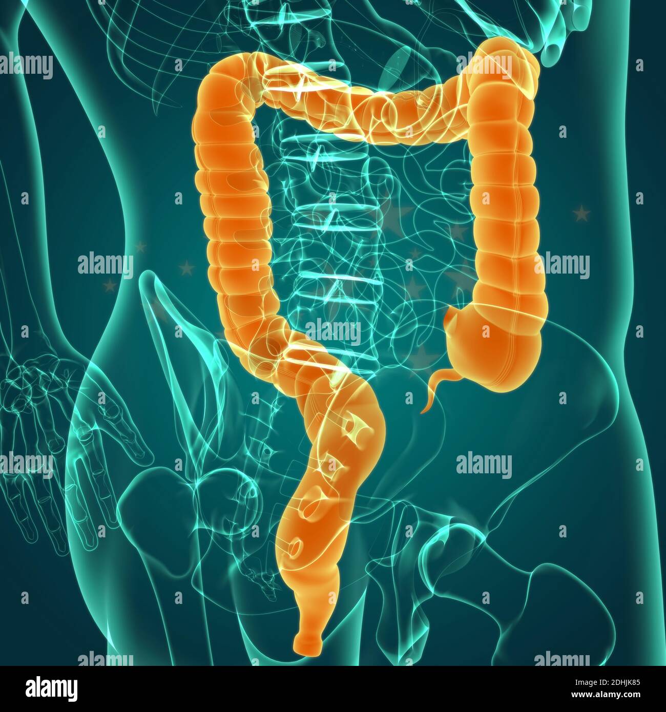 Large Intestine 3D Illustration Human Digestive System Anatomy For
