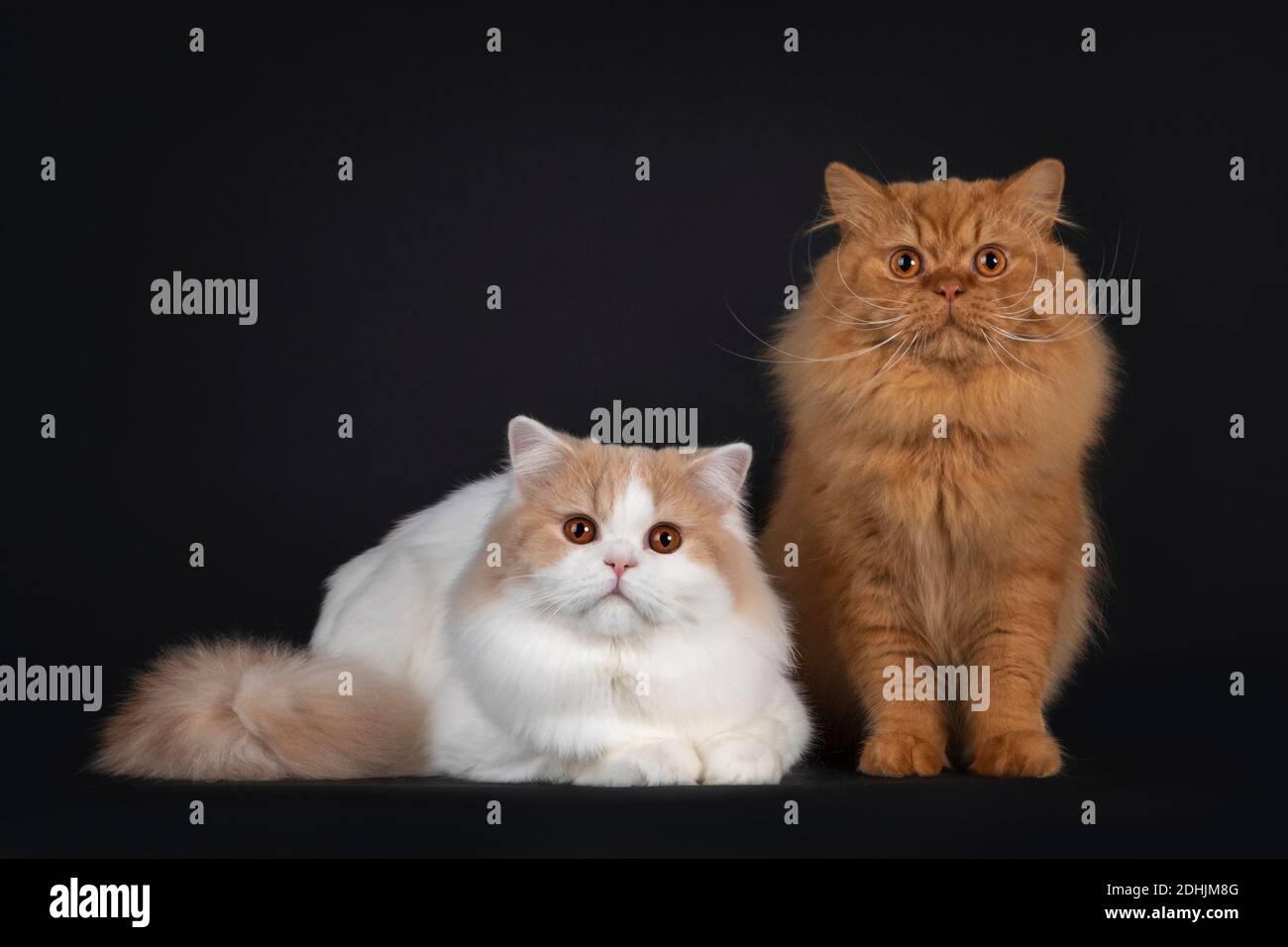 British Longhair Cats High Resolution Stock Photography and Images - Alamy