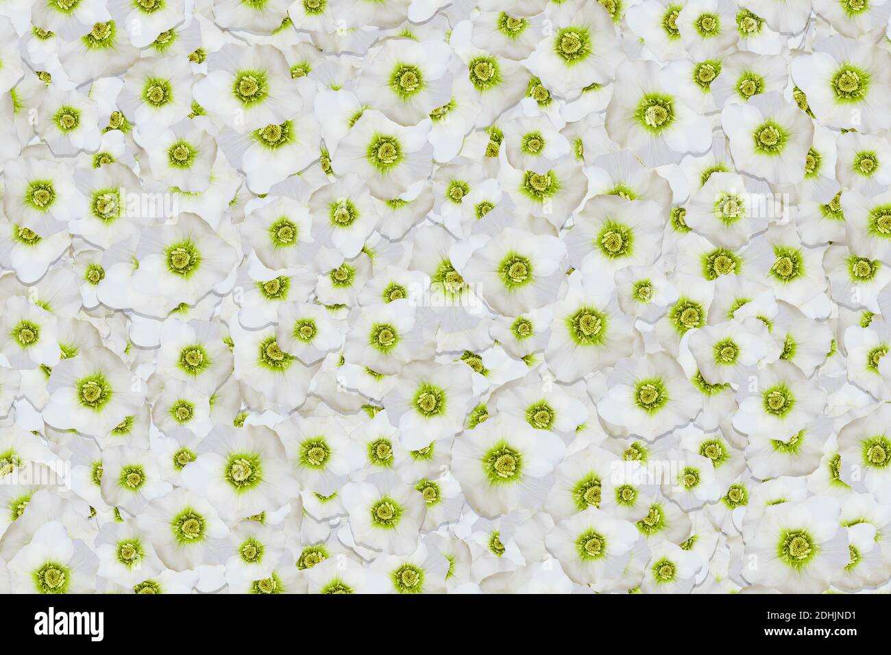 Floral background of a mass of white hellebore flowers Stock Photo - Alamy