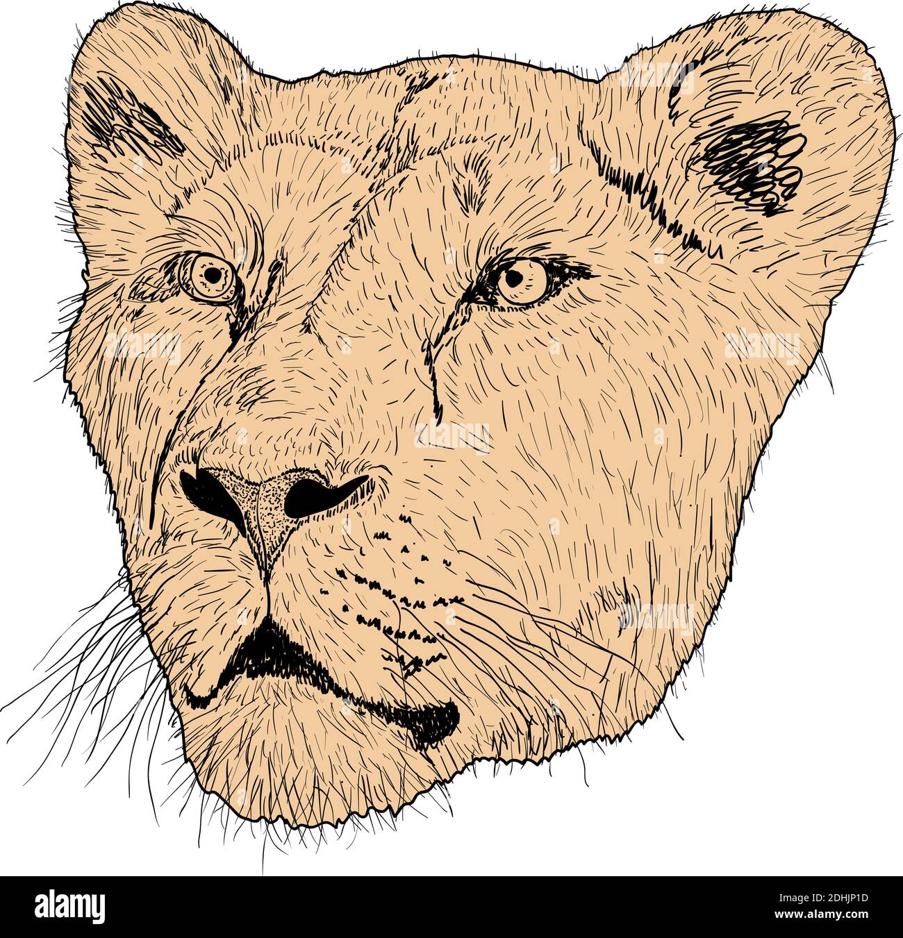 Female Lions Face Drawing