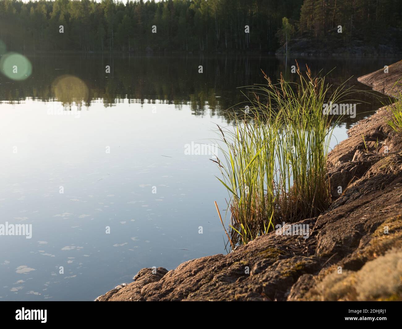 Tufted sedge growing at rocky lake shore Stock Photo