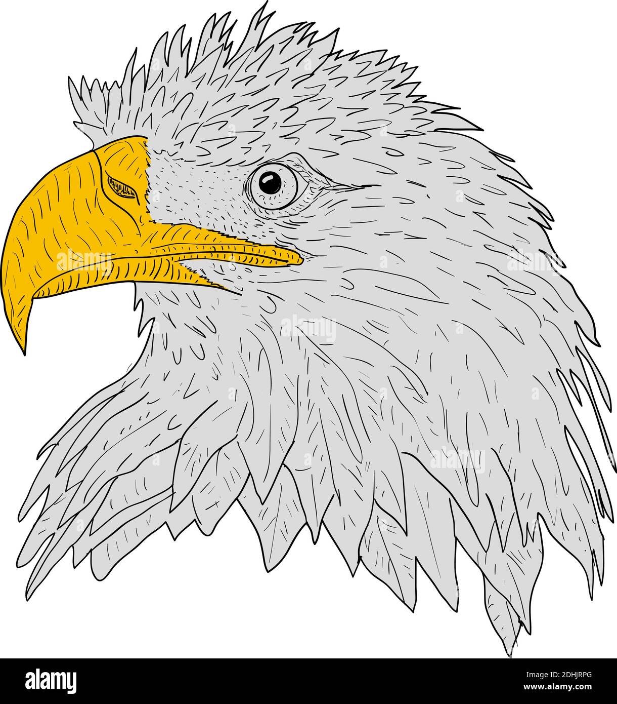 Learn how to draw a bald Eagle head