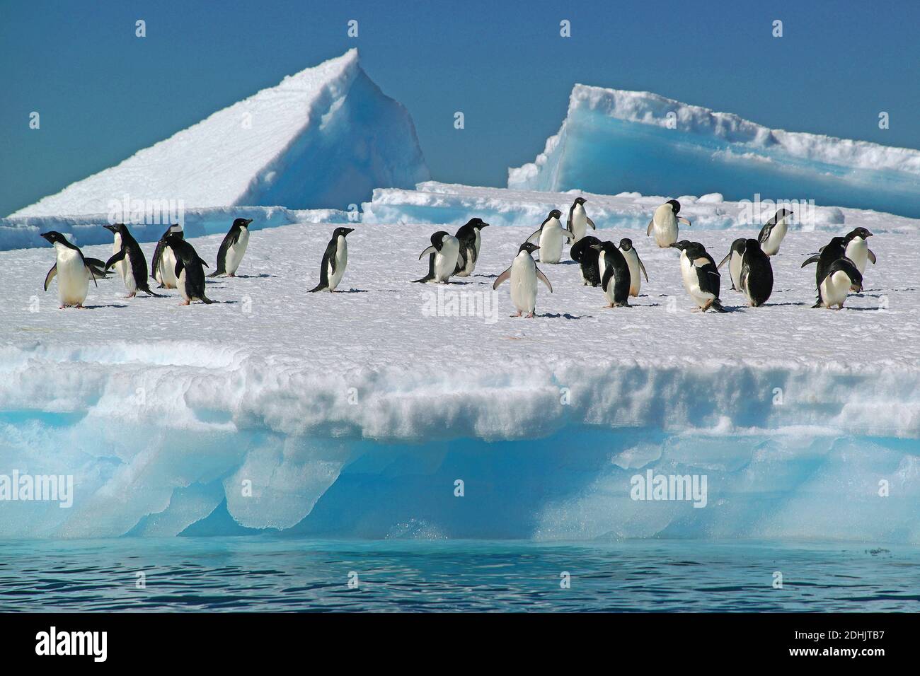 Suedamerika, Antarktis, Pinguine, Adelie-Pinguine, Adeliepinguin, Kolonie, (Pygoscelis adeliae), Stock Photo