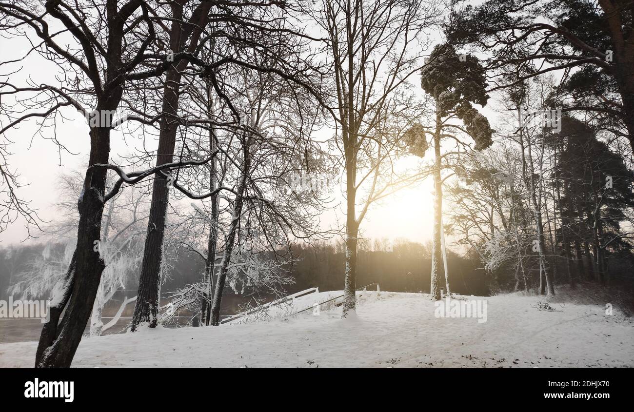 Beautiful snowy forest hi-res stock photography and images - Alamy