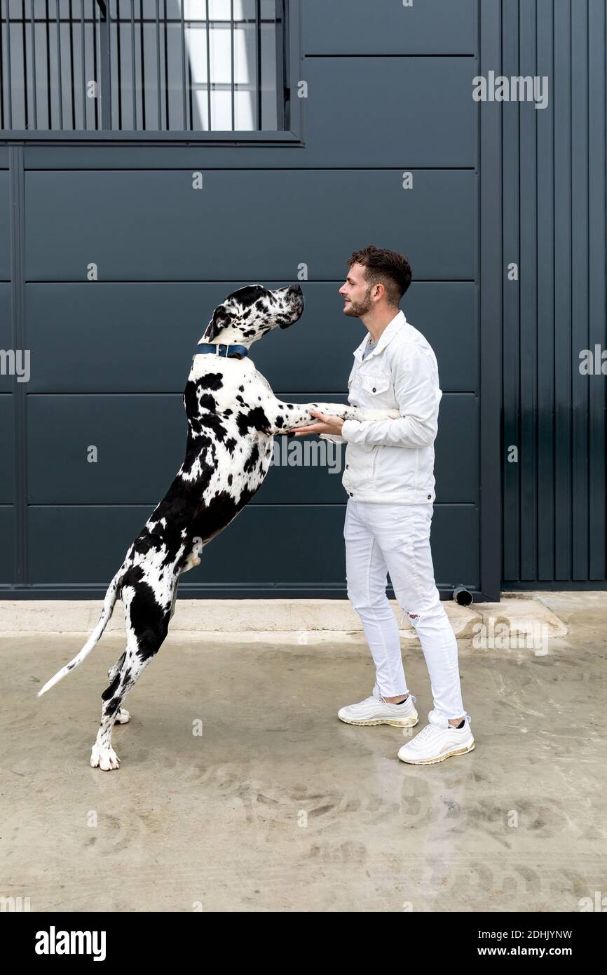 Side view of cheerful male owner embracing with Harlequin Great Dane while standing on street in city Stock Photo