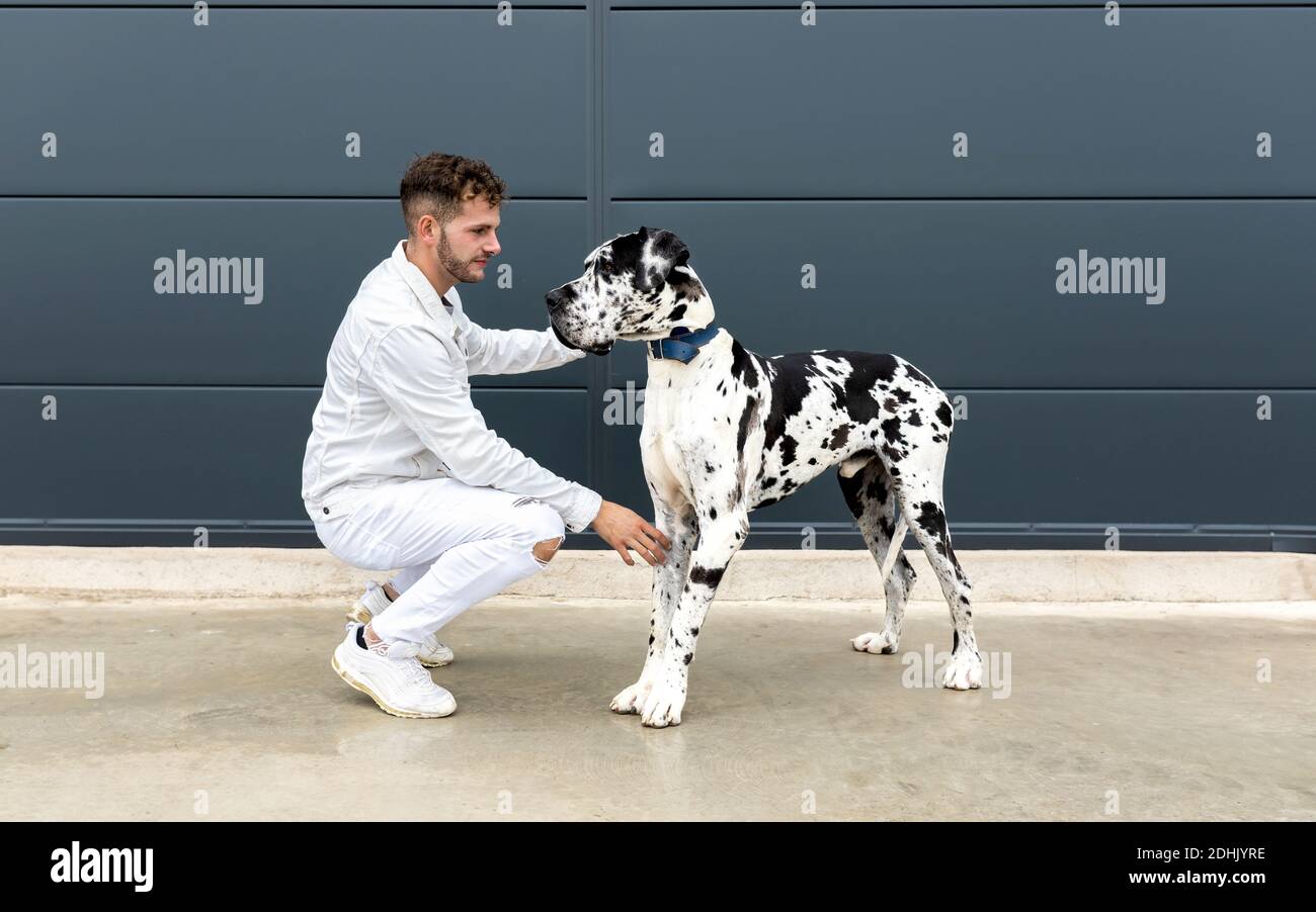 Great dane sitting on owner 2025