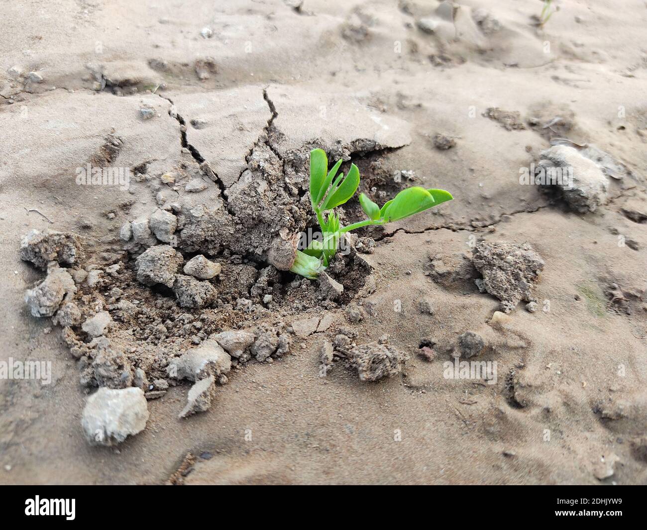 Growing Young Peanuts Plant in farm, Young plant growing from seed