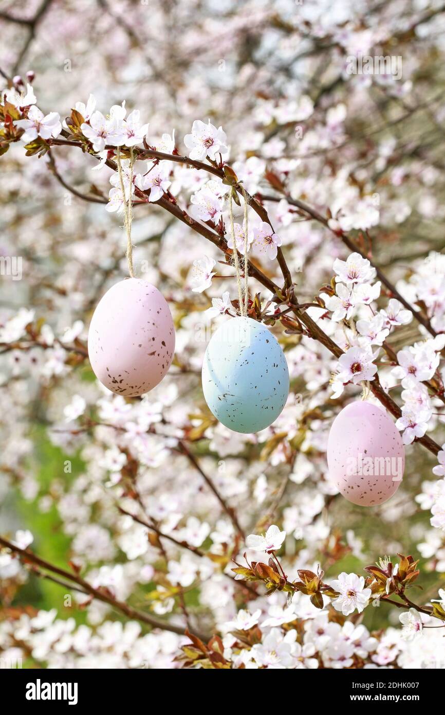 Easter eggs hanging on blooming cherry tree in the garden. Spring time ...