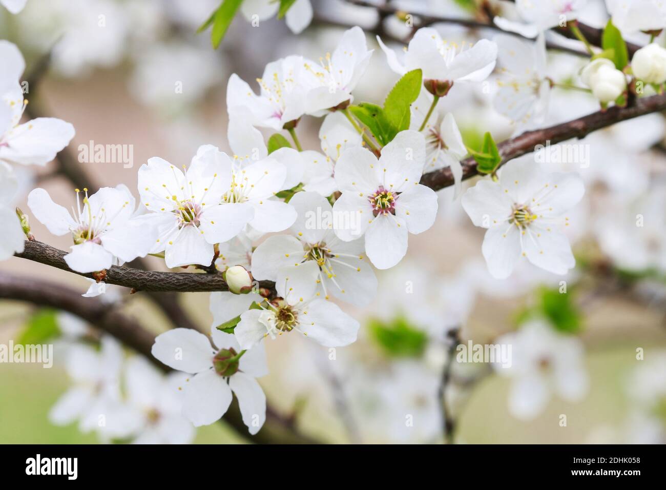 Blooming branch of cherry tree. Beautiful spring landscape Stock Photo ...