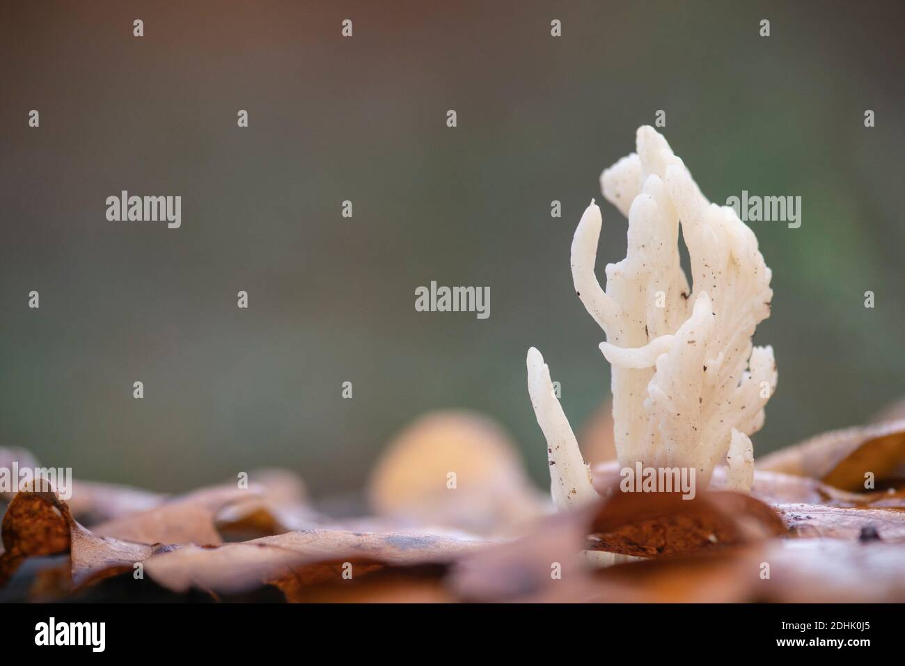 White coral fungi, Ramariopsis kunzei, on leaf covered tree stump Stock Photo