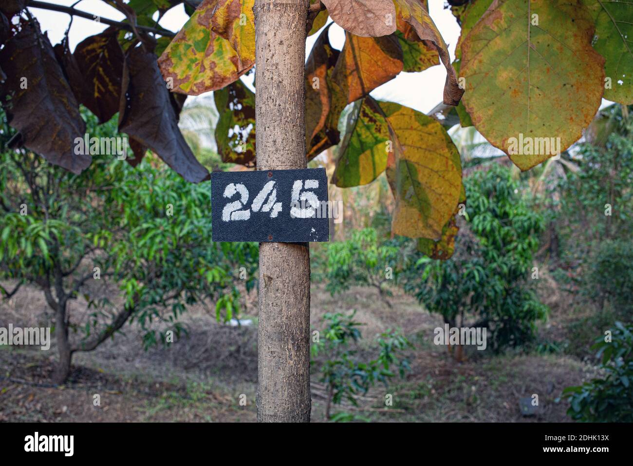 Tree with number at a garden in Nashik India. Stock Photo