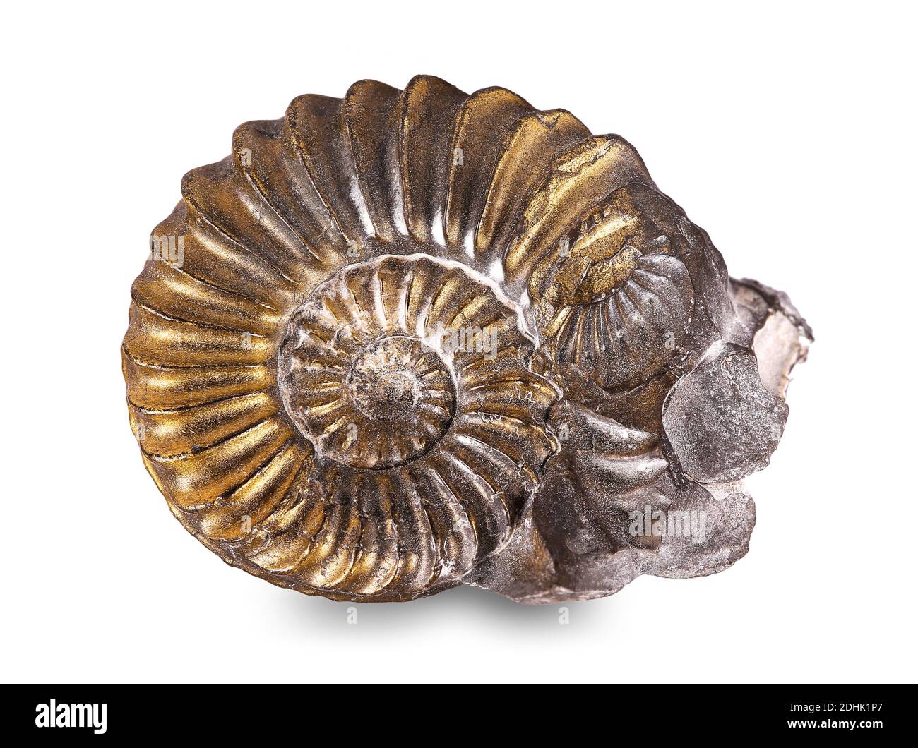 Fossilized snail in the stone, ammonite Stock Photo