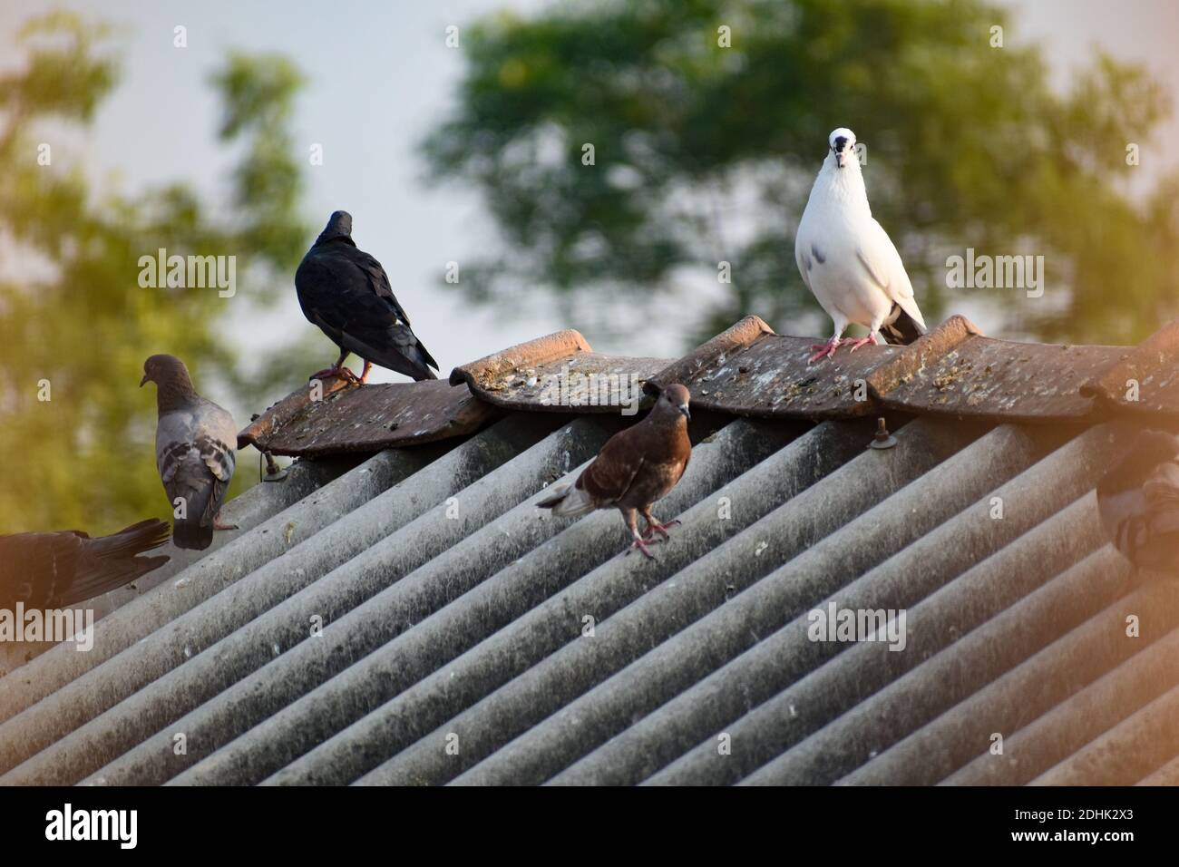 some pigeons are sitting on roof on their nest Stock Photo