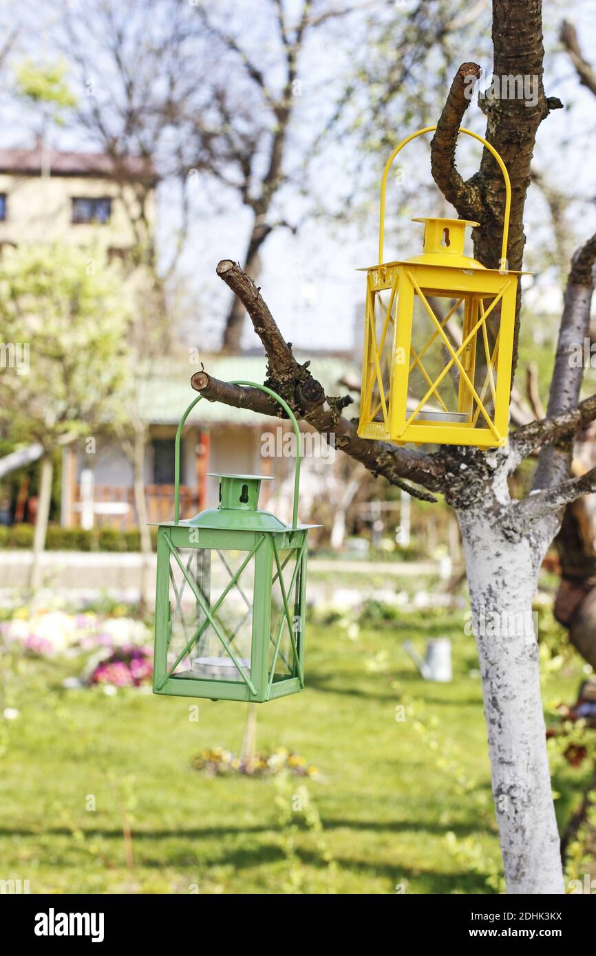 Colorful iron lanterns hanging on a small apple tree. Garden party decor  Stock Photo - Alamy, image size:866x1390