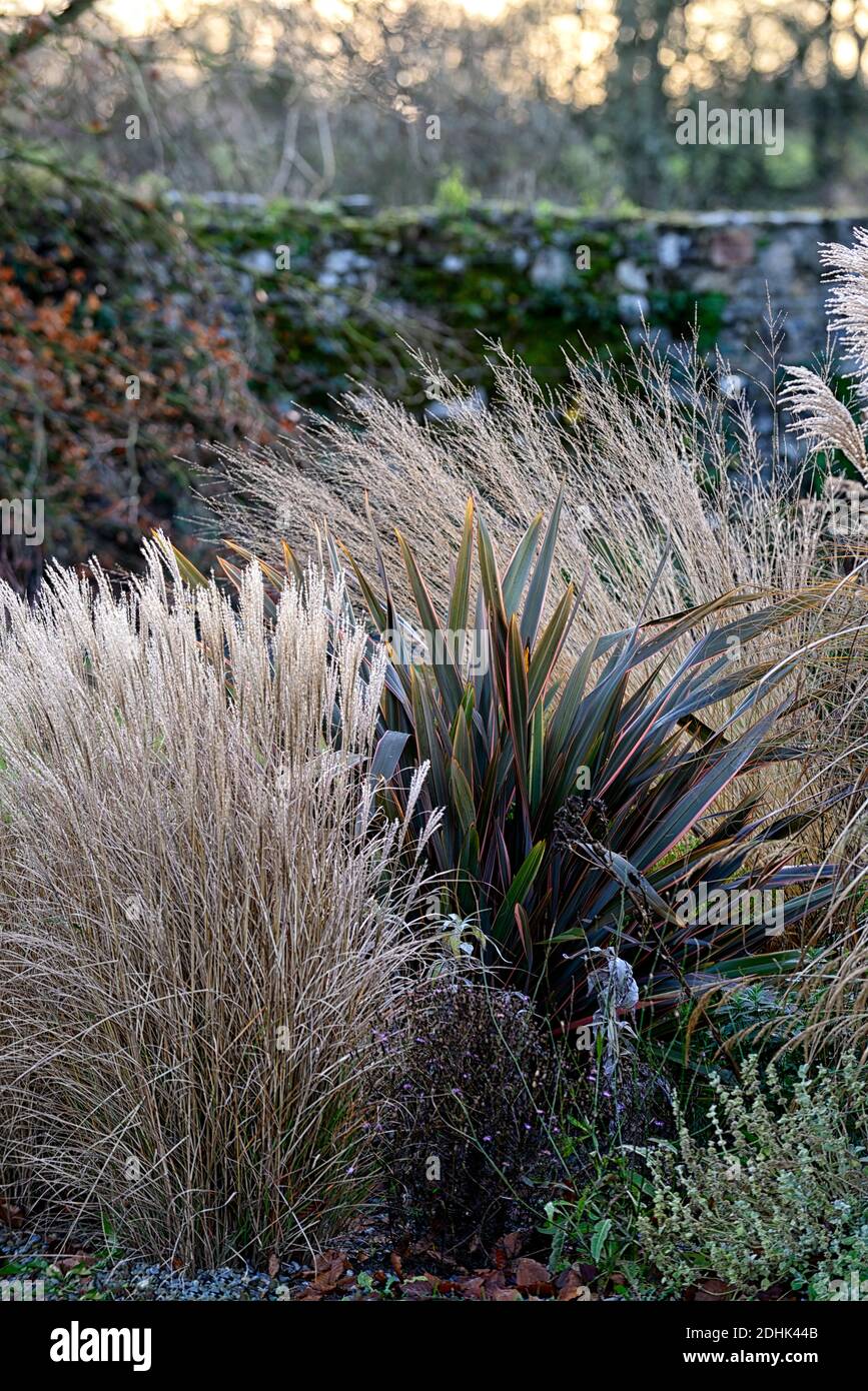 winter,ornamental grass,ornamental grasses,mix,mixed,molinia,stipa