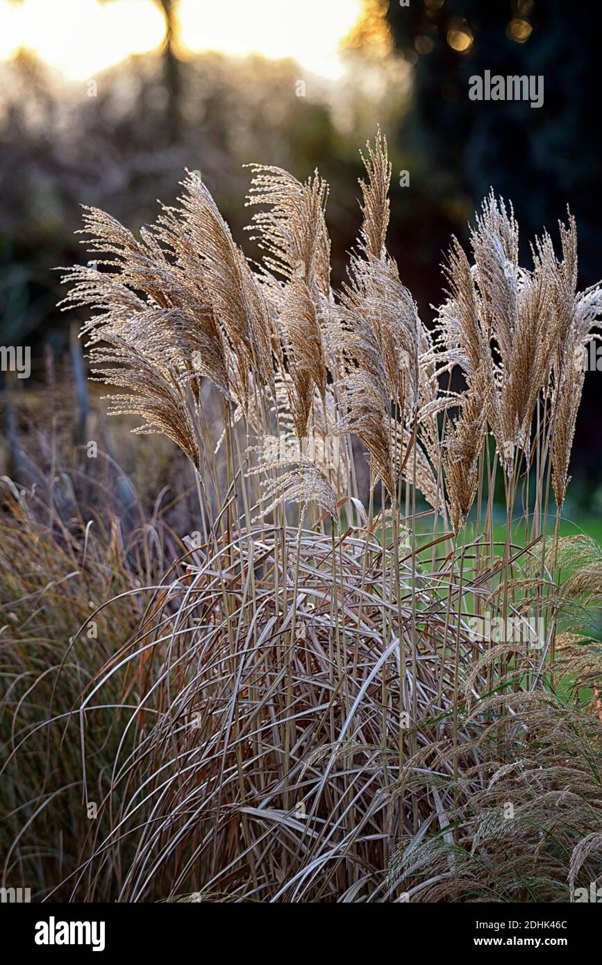 Miscanthus sinensis malepartus best sale