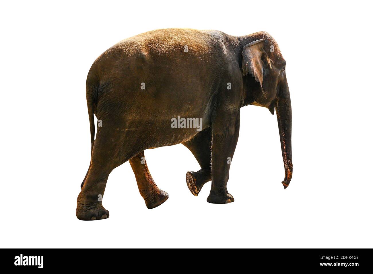 elephant isolated on white background Stock Photo - Alamy