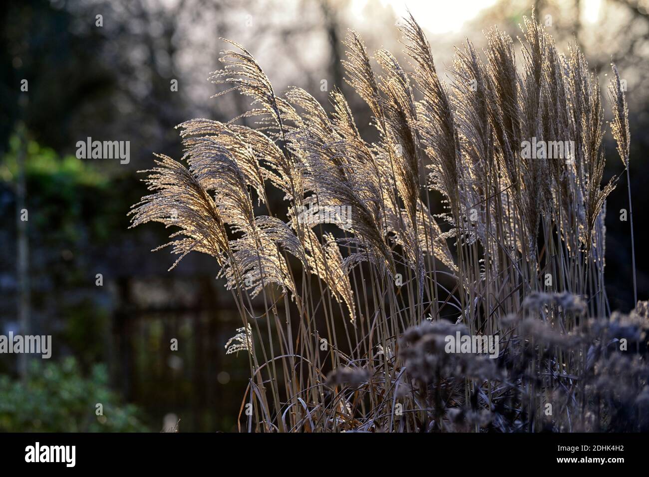 Miscanthus sinensis 'Malepartus',Chinese Silver Grass,winter,backlit