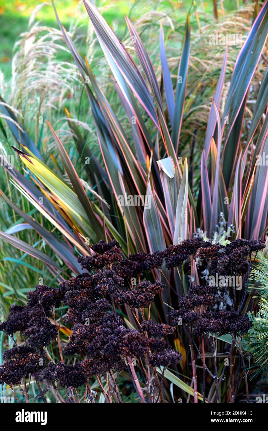 winter,plant skeleton,seedhead,seedheads,Hylotelephium Matrona stonecrop Matrona,sedum,sedums,Phormium Maori Queen,New Zealand flax,Phormium Rainbow Q Stock Photo