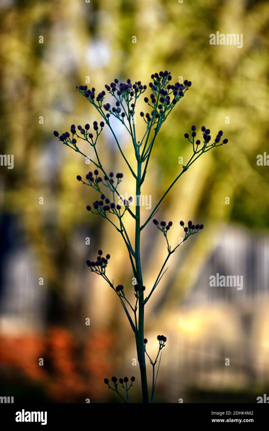 Eryngium pandanifolium Physic Purple,giant sea holly,thistle,thistles,ornamental plant,architectural plant,Eryngium descaisneum,eryngo,garden,rm flora Stock Photo
