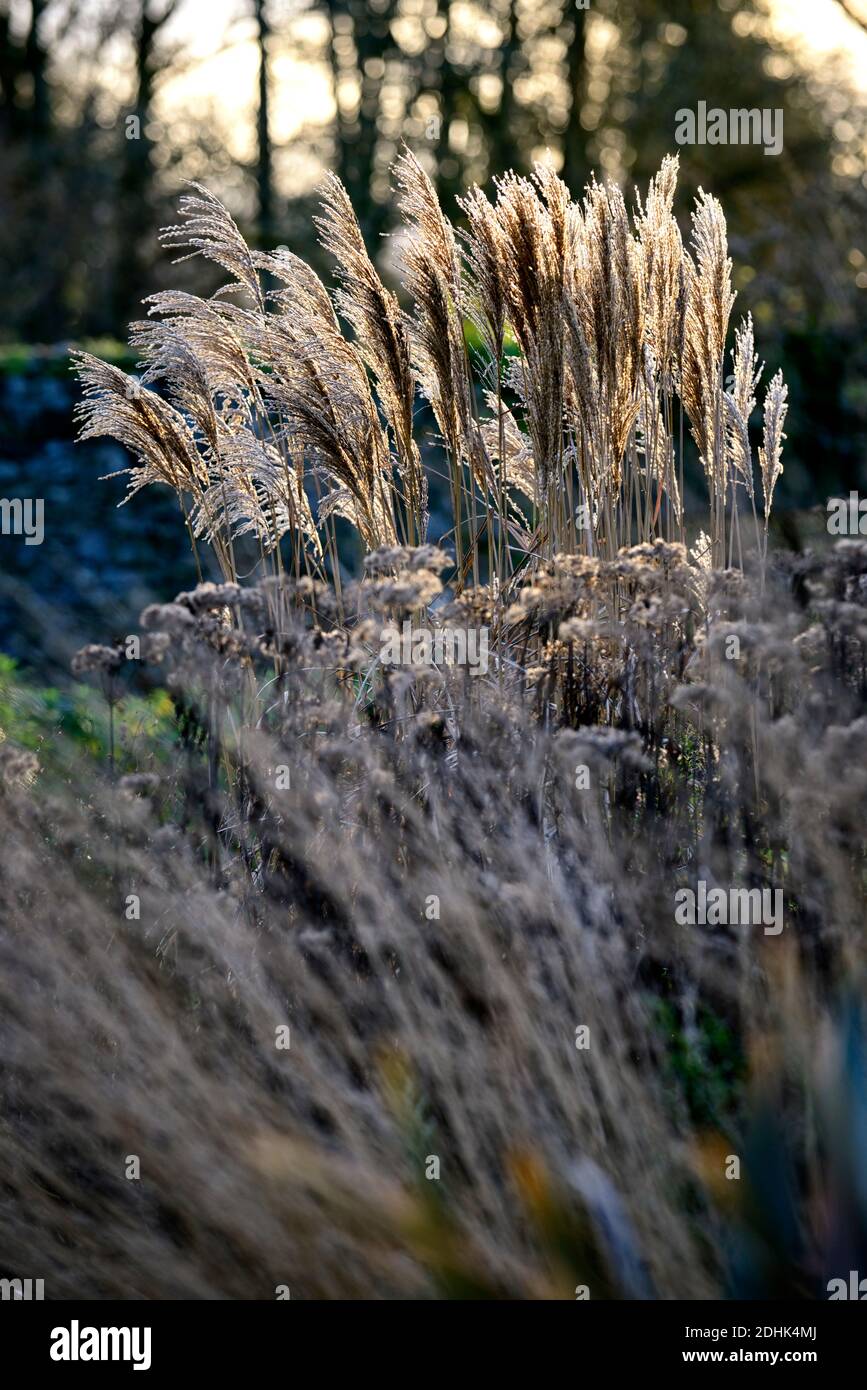 Miscanthus sinensis Malepartus,Chinese Silver Grass,winter,backlit