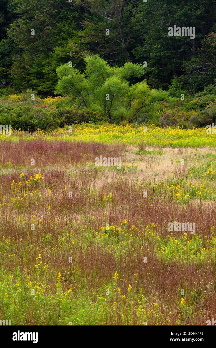 A late summer woodland meadow with goldenrod and little bluestem grass