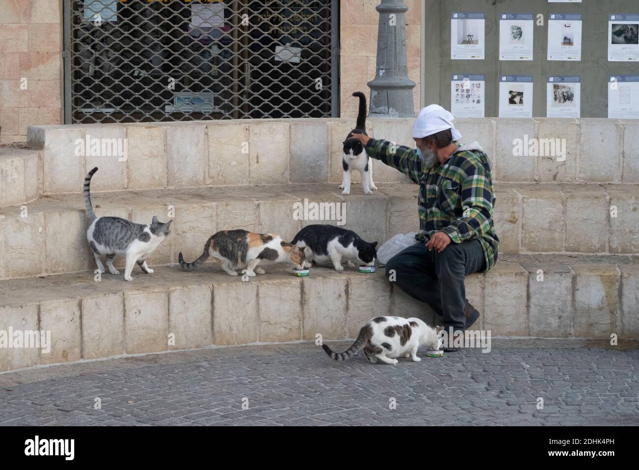 Cats israel hires stock photography and images Alamy