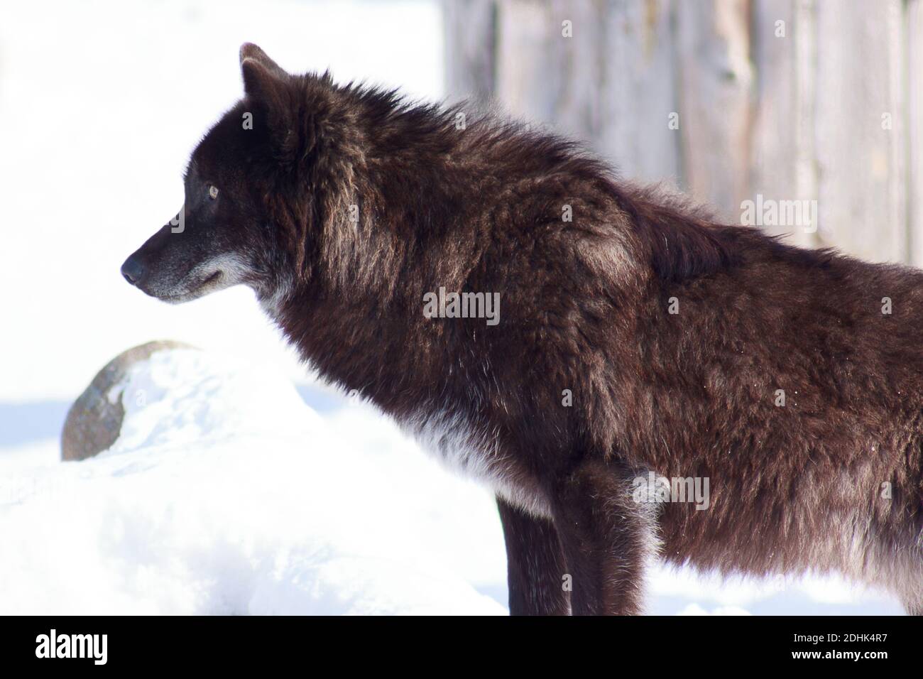 Young black canadian wolf looks out for its prey. Animal wildlife Stock