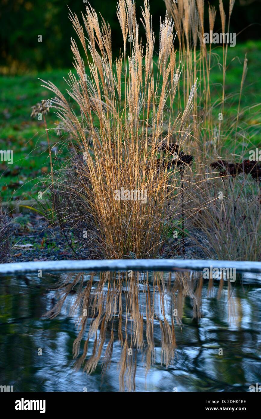 Calamagrostis × acutiflora Karl Foerster,feather reedgrass Karl