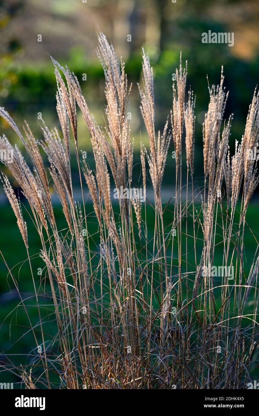 Calamagrostis × acutiflora Karl Foerster,feather reedgrass Karl