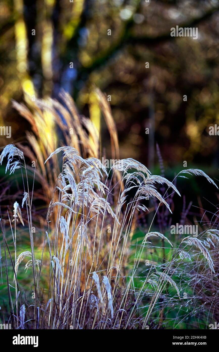 Calamagrostis emodensis,winter,ornamental grass,ornamental grasses,garden,gardens,seedhead,seedheads,RM Floral Stock Photo