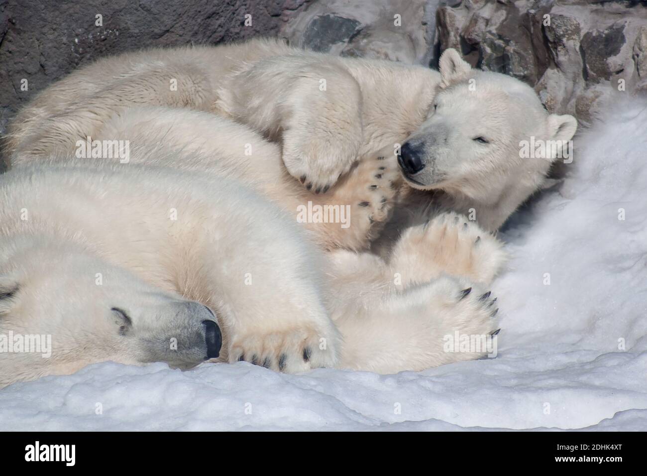 Two polar bears are sleeping on a white snow. Animals in wildife. Stock Photo