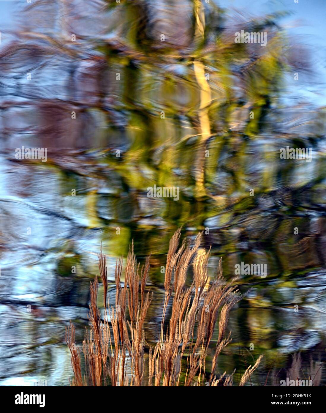Calamagrostis × acutiflora Karl Foerster,feather reedgrass Karl