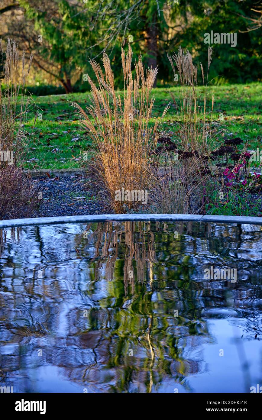 Calamagrostis × acutiflora Karl Foerster,feather reedgrass Karl