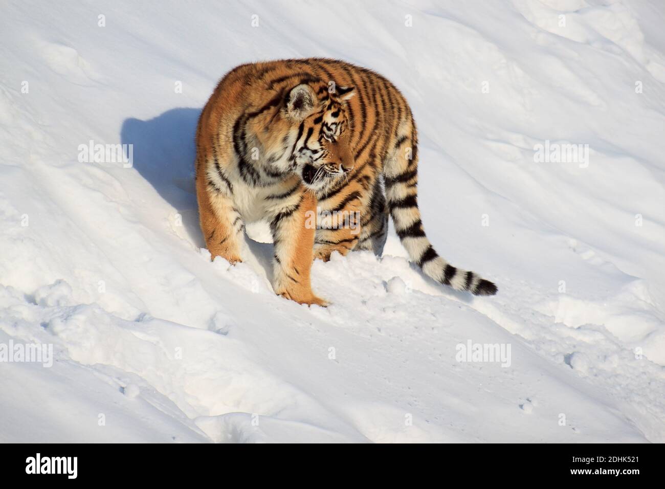 The wild siberian tiger is hunting for its prey. Animals wildlife Stock