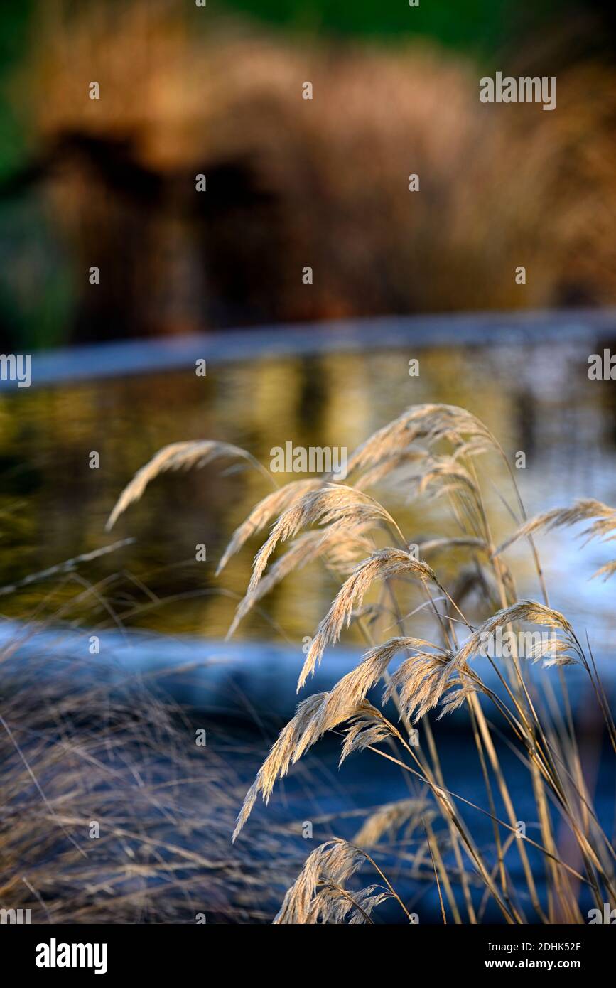 Chionochloa conspicua,Snow grass, hunangamoho,winter,ornamental grass